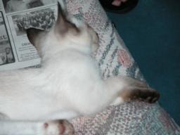 kittens - 071307 06